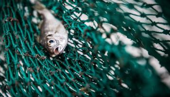 Small fish stuck in a fishing net (Shutterstock)
