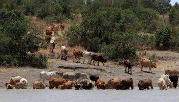 Cattle are brought to water in Laikipia's Ol Pejeta conservancy (Glyn Edmunds/Shutterstock)