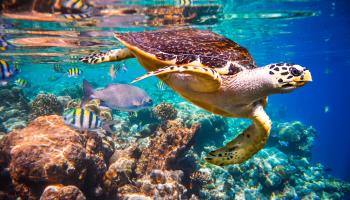 
A hawksbill turtle swims among fish off the coast of the Maldives (Shutterstock)