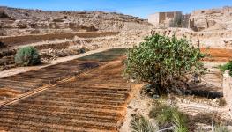 Organic farm in Saudi Arabia (Shutterstock)