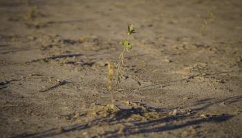 A drought-stricken soybean field in Argentina's Santa Fe province (Patricio Murphy/SOPA Images/Shutterstock)