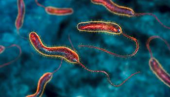 Illustration of Vibrio cholerae bacteria. (Shutterstock)