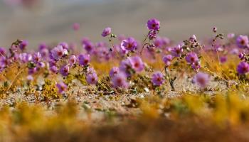 Flowers, endangered by climate change, in Chile's Atacama Desert. October, 2021 (Jose Caviedes/EPA-EFE/Shutterstock)