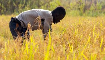 A farmer harvesting rice in Ghana, December 2022 (Muntaka Chasant/Shutterstock)