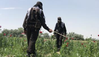 Taliban anti-narcotics police destroying a poppy field (STR/EPA-EFE/Shutterstock)