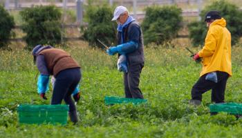 Farm workers, UK (Maureen McLean/Shutterstock)