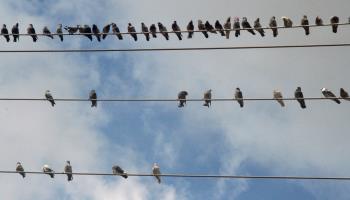 Pigeons perched on power lines in Mississauga, Ontario, October 16, 2022 (Creative Touch Imaging Ltd/NurPhoto/Shutterstock)