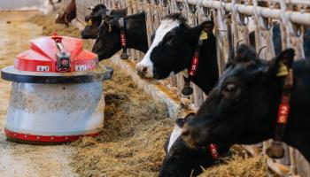 A robot feeds cows on a dairy farm near Moscow (Sergei Ilnitsky/EPA/Shutterstock)