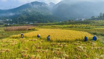 Farmers harvesting rice in Hubei province (Xinhua/Shutterstock)