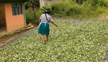 A woman drying coca leaves in Peru (G Lacz/image broker/Shutterstock)