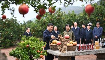 President Xi Jinping at a pomegranate orchard in Shandong province following a tour of Zhejiang province (Xinhua/Shutterstock)