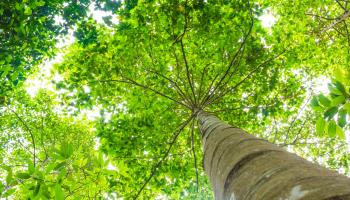 Trees can help offset the buildup of carbon dioxide in the air and reduce the greenhouse effect (Natthapong Ponepormmarat/Shutterstock)