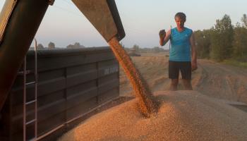Grain harvest in Kyiv region, Ukraine, August 2023 (Sergey Dolzhenko/EPA-EFE/Shutterstock)