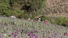 An opium poppy field in Myanmar’s Shan State (Nyein Chan Naing/EPA/Shutterstock)