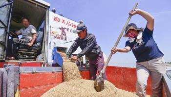 Farmers unload harvested wheat in Qingzhou, Shandong province (Costfoto/NurPhoto/Shutterstock)