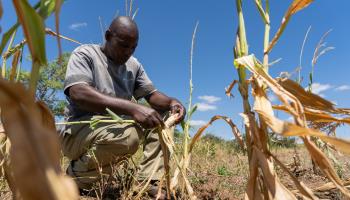 A farmer examines his maize crop damaged by drought, March 20, 2024 (CHONA MWEMBA/EPA-EFE/Shutterstock)