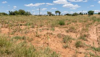 A maize field damaged by drought in Mazabuka, Southern Province, March 20, 2024 (CHONA MWEMBA/EPA-EFE/Shutterstock)