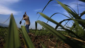 A man works on a sugar plantation in Padilla, Cauca (Ernesto Guzman Jr/EPA-EFE/Shutterstock)