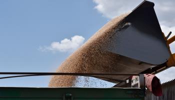 View of freshly harvested wheat grains being loaded to the trailer on a farm near Zaporizhiya, July 2024 (Andriy Andriyenko/SOPA Images/Shutterstock)