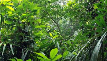 Dense rainforest vegetation in the Semuliki National Park, on the border of Uganda and the Democratic Republic of the Congo (Shutterstock)