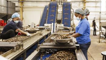 Women working at a cashew nut factory near Cotonou, Benin, March 2024 (photothek de/imageBROKER/Shutterstock)