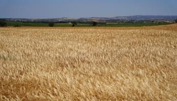 Wheatfield, Canakkale, Turkey (Sercan Ozkurnazli/ dia images via Getty Images)
