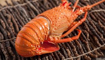 A cooked Australian rock lobster (John White Photos/Getty Images)

